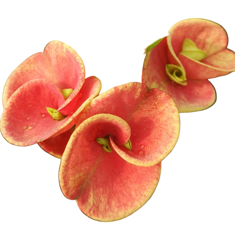 Euphorbia milii - Premium Flowers - Sunday Morning