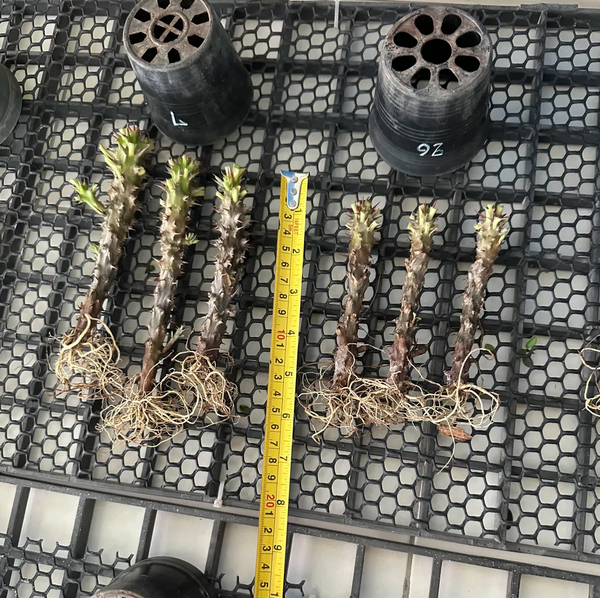 Bare root crown of thorns measured with a ruler