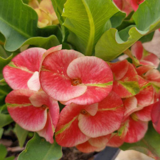 Euphorbia milii - Premium Flowers - Rainbow Shadow