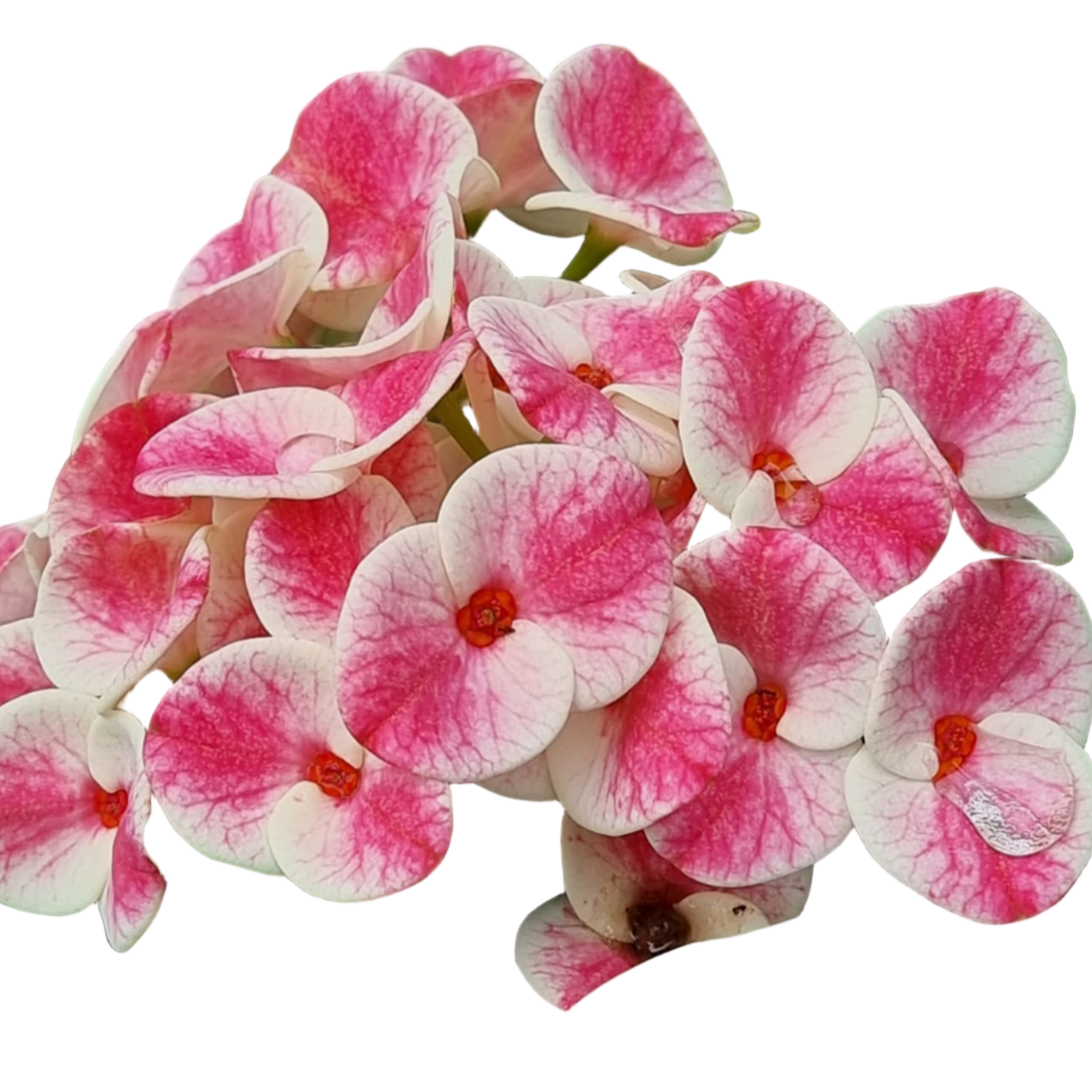 Euphorbia milii Guan Yu - Premium Flowers