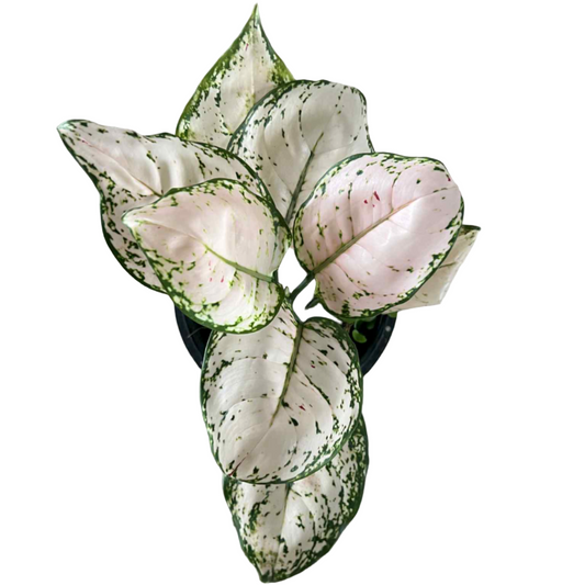 Aglaonema Pink Anyamanee