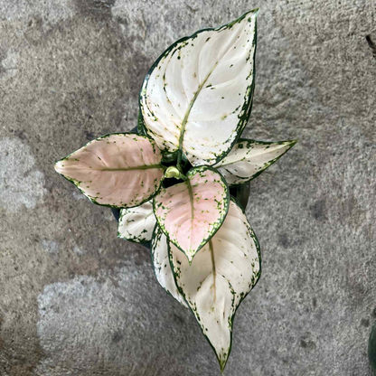 Aglaonema pale pink