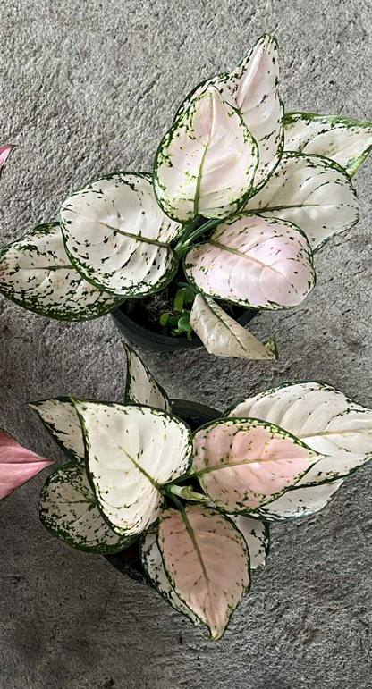Aglaonema soft pink