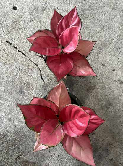Aglaonema Super Pink
