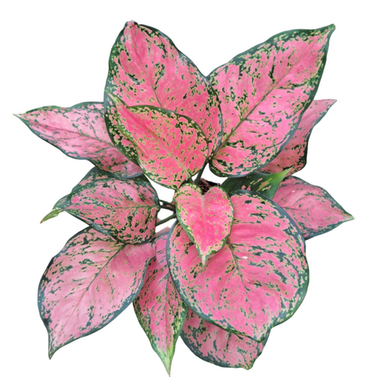 Aglaonema Anya Manee Dang