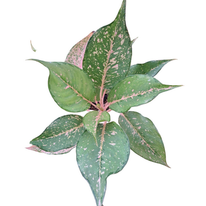 Aglaonema Catherine
