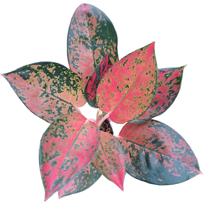 Aglaonema Orange Cochin