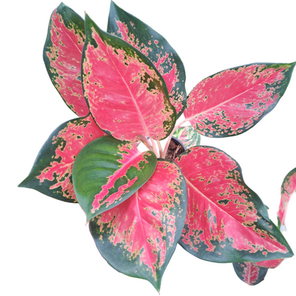 Aglaonema Chang Dang