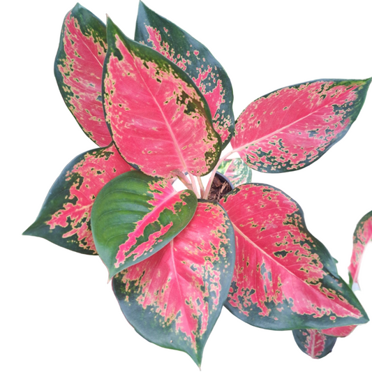 Aglaonema Chang Dang