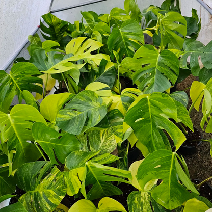 Monstera Aurea in pot 6 from thai nursery