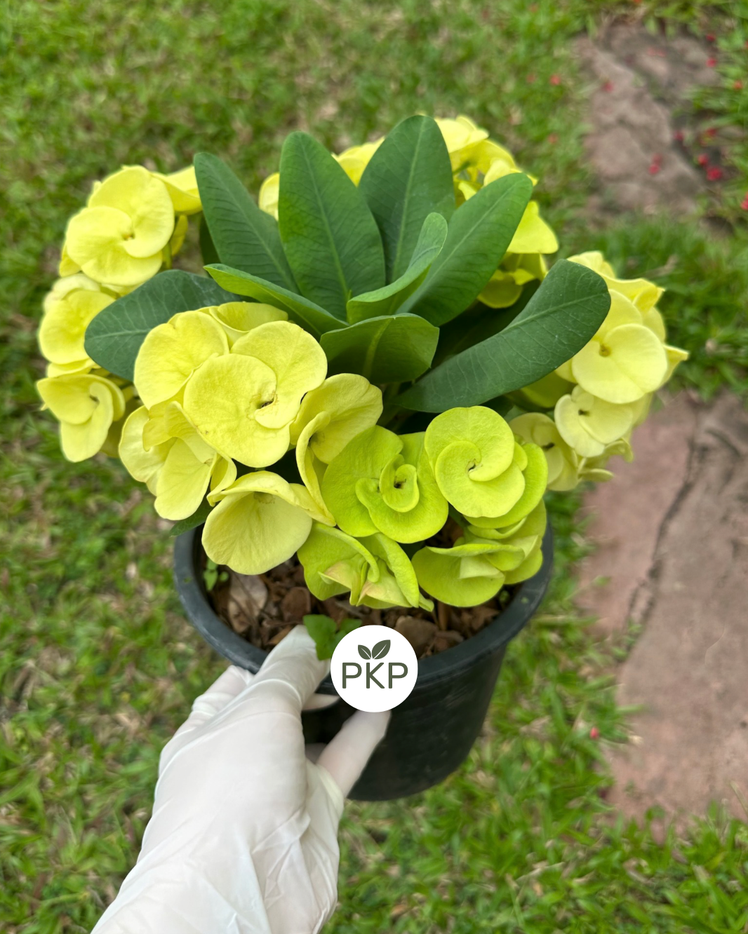 Thong Dee Crown of Thorns