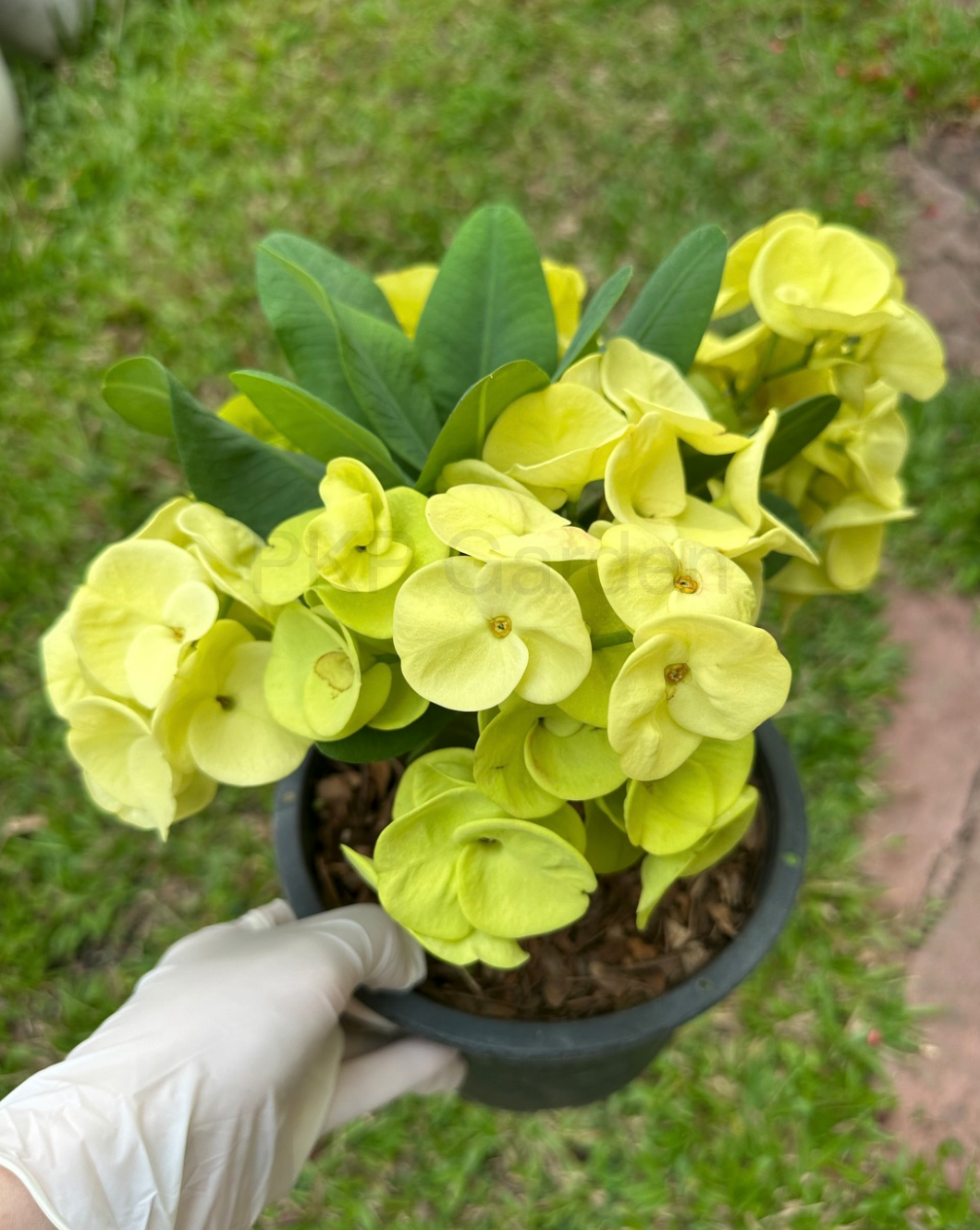 Thai Hybrid Corona de Cristo