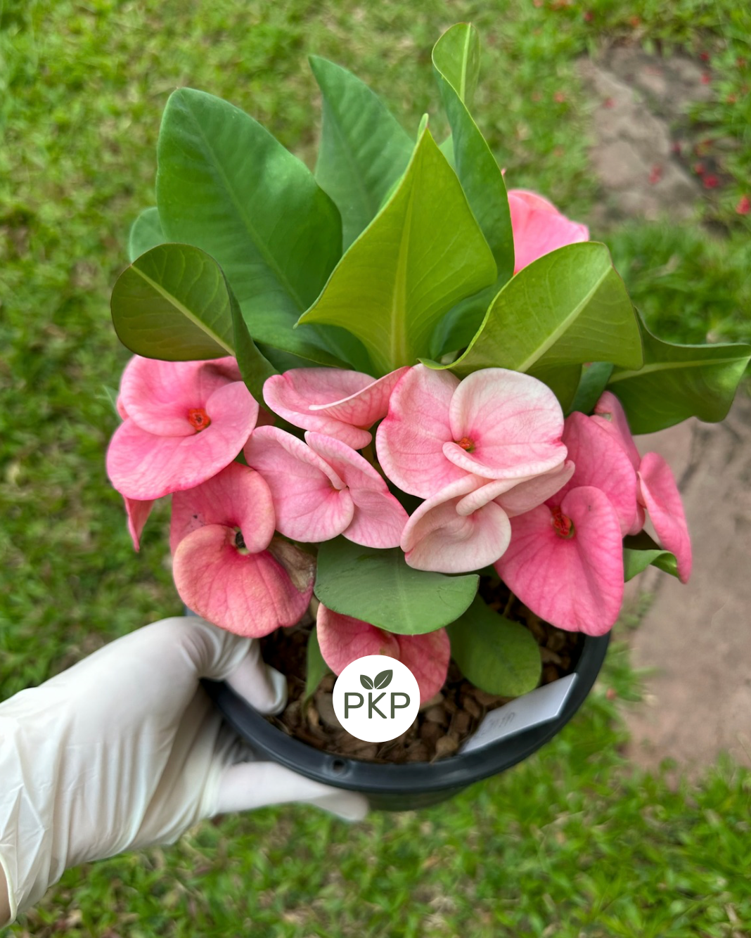 Crown of Thorns ‘Bork Ruk’ Corona de cristo – Premium Flowers