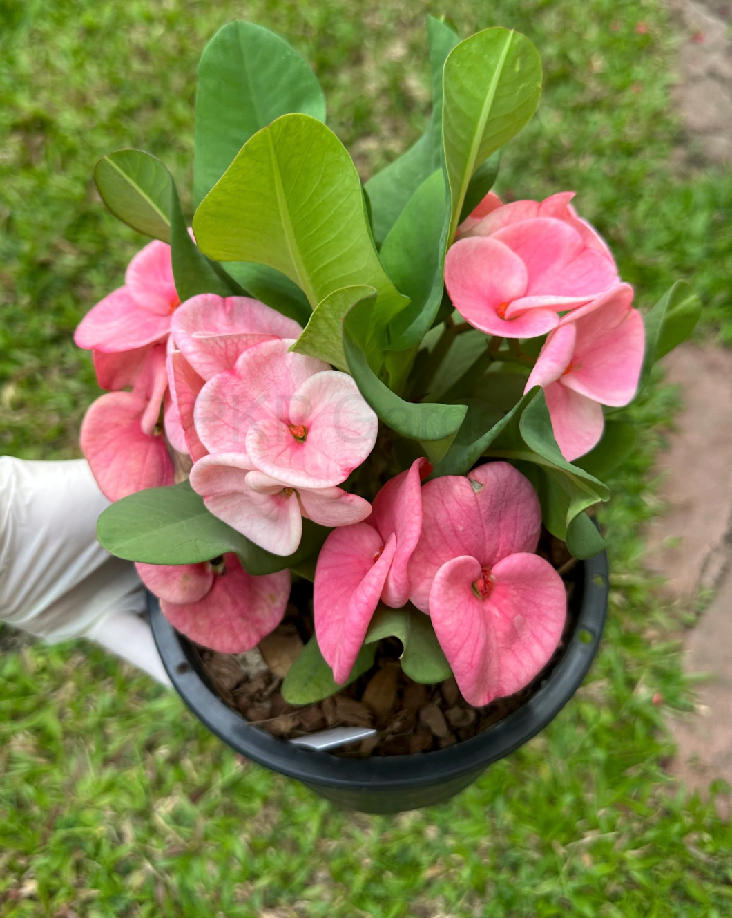 Crown of Thorns ‘Bork Ruk’ Corona de cristo – Premium Flowers