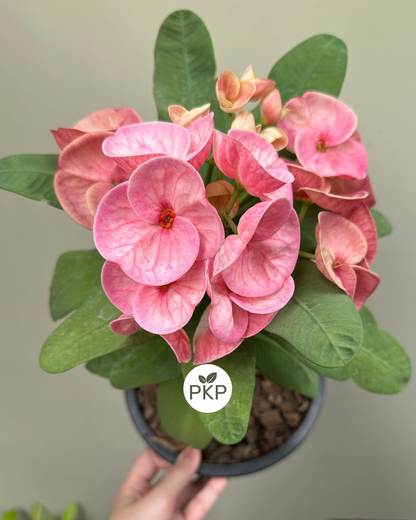 Chareon Krung Crown of Thorns (corona de cristo)