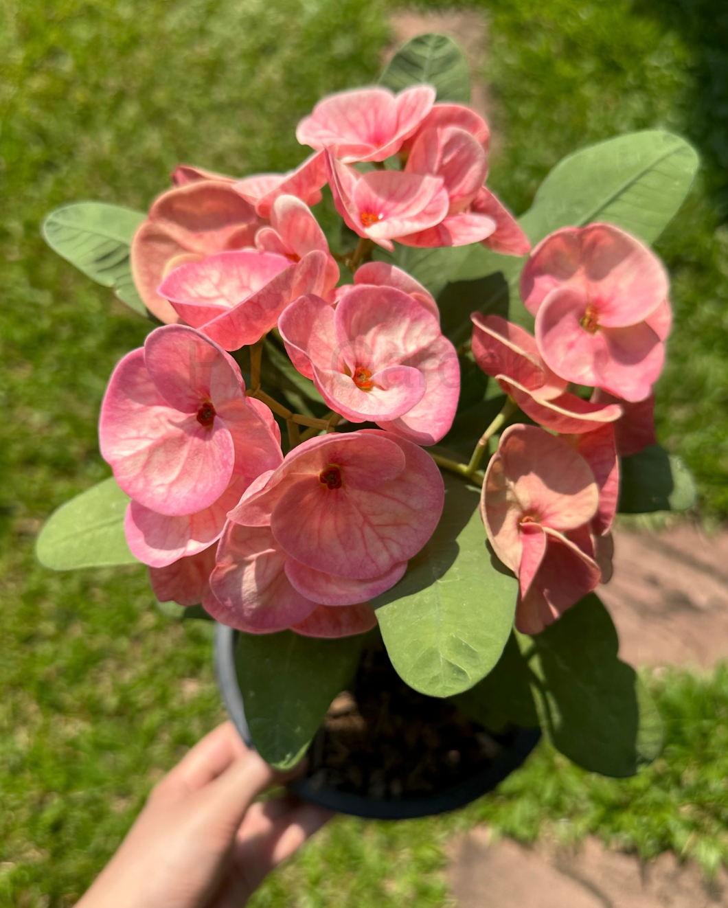 Chareon Krung Crown of Thorns | Thai hybrid Corona de Cristo