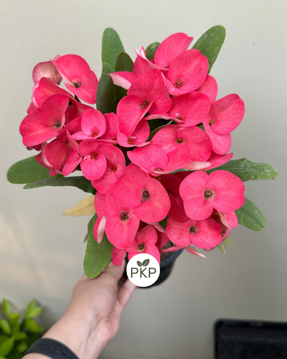 Wan Jai Crown of thorns - Corona de Cristo Premium Flowers