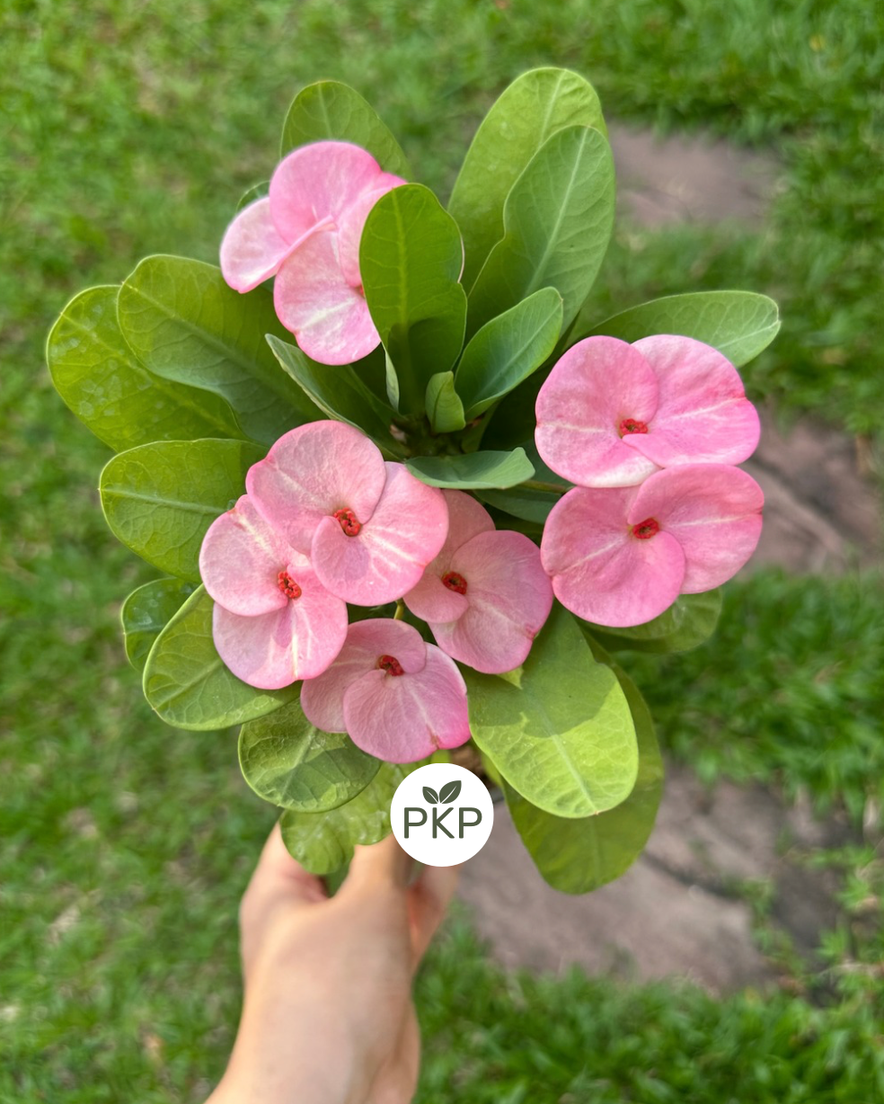 Klai Muang Crown of thorns