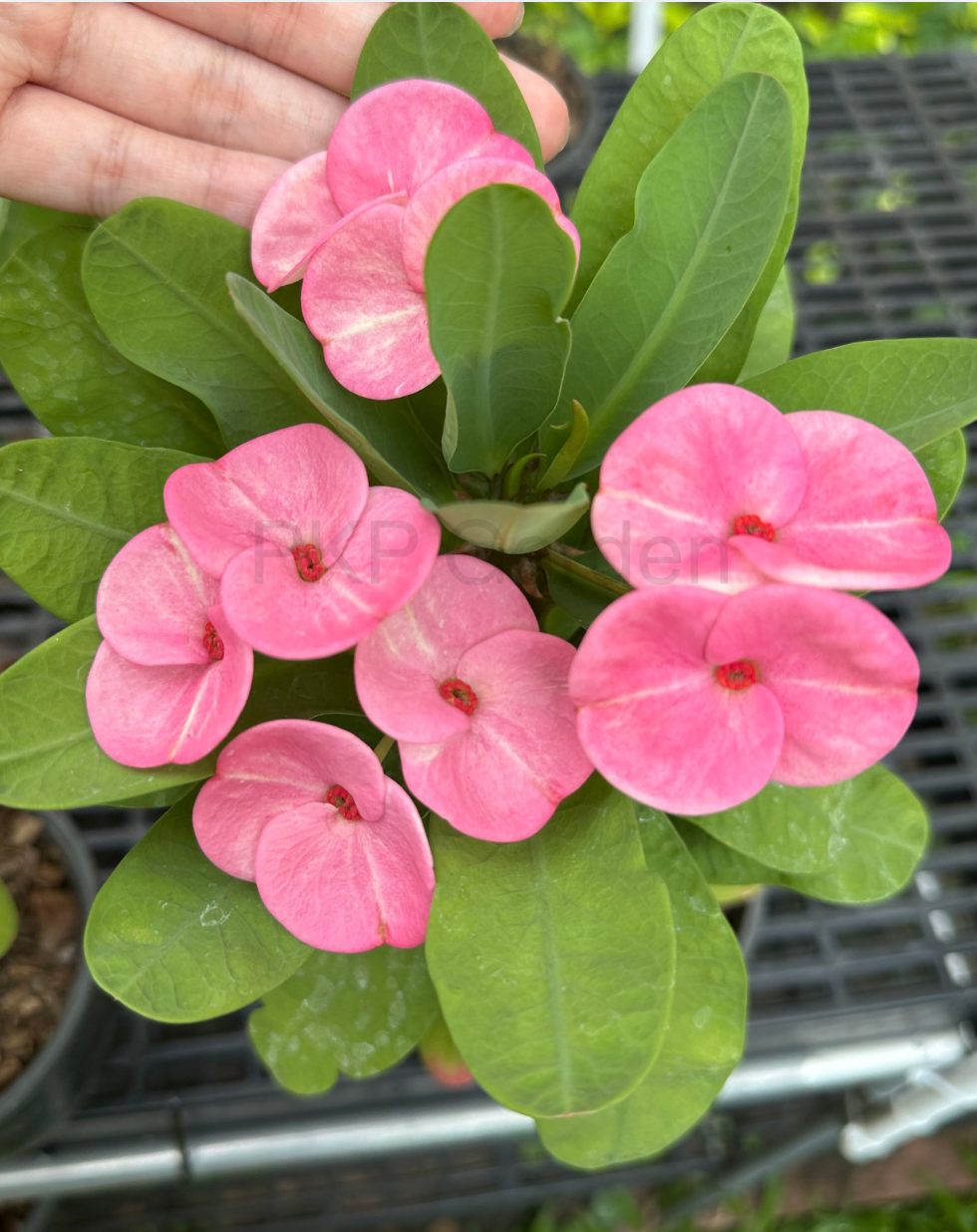 Klai Muang Thai hybrid corona de cristo