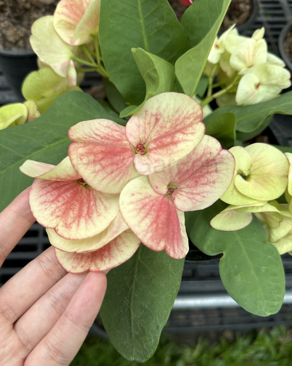 Crown of Thorns Big Flowers – No ID #2 | Euphorbia milii Yellow Pink