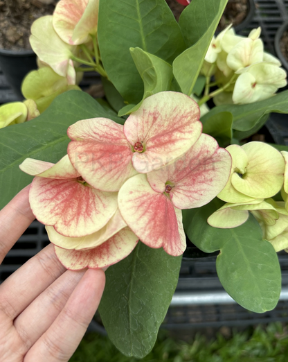 Crown of Thorns Big Flowers – No ID #2 | Euphorbia milii Yellow Pink