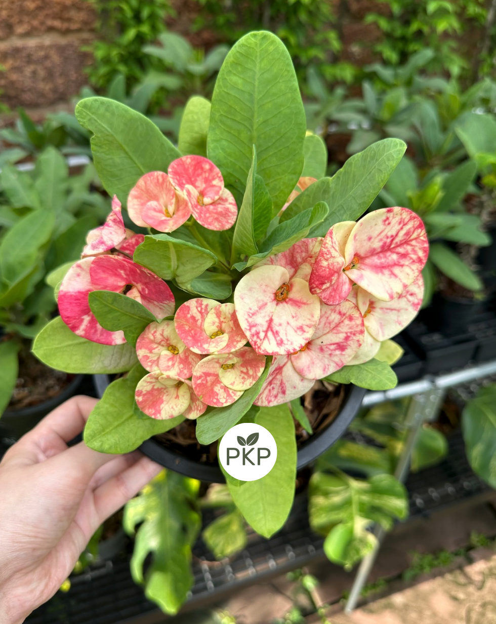 Chid Chan Thai Hybrid Crown of Thorns