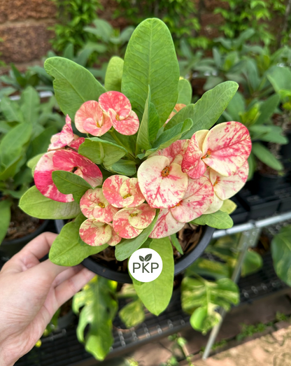 Chid Chan Thai Hybrid Crown of Thorns