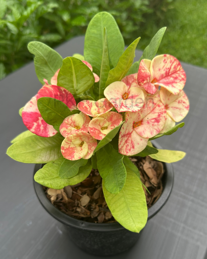 Chid Chan corona de cristo