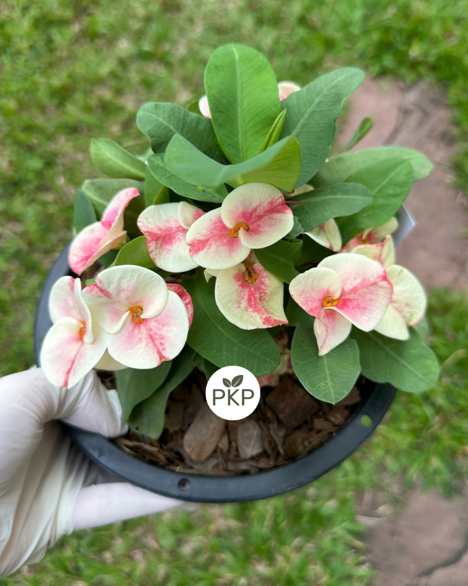 Muan Jai Crown of Thorns (Corona de Cristo) – Premium Flowers