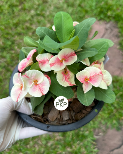 Muan Jai Crown of Thorns (Corona de Cristo) – Premium Flowers