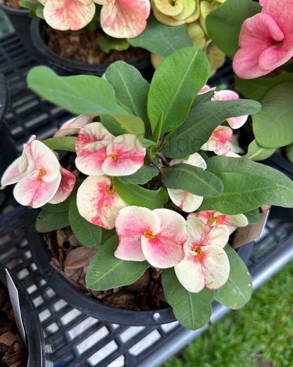 Muan Jai Crown of Thorns (Corona de Cristo) – Premium Flowers