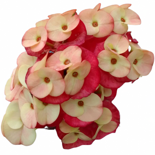 Euphorbia milii - Rainbow Shadow