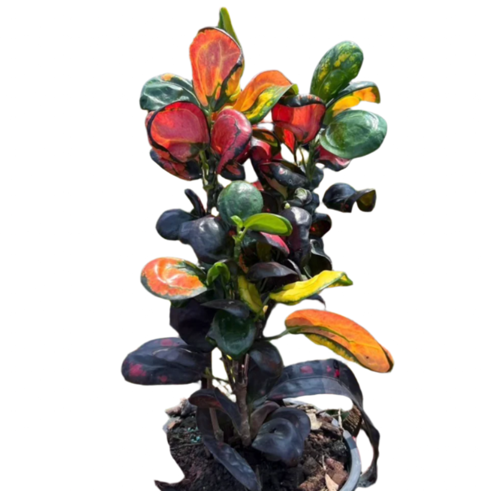 Croton - Royal Earring