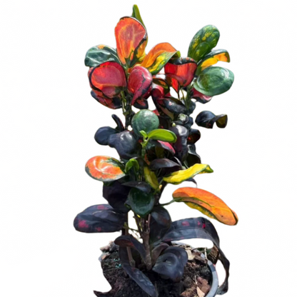 Croton - Royal Earring