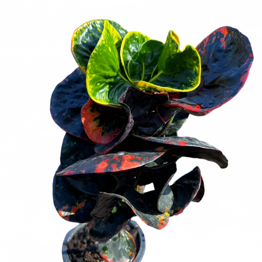 Croton - Blessing Guard