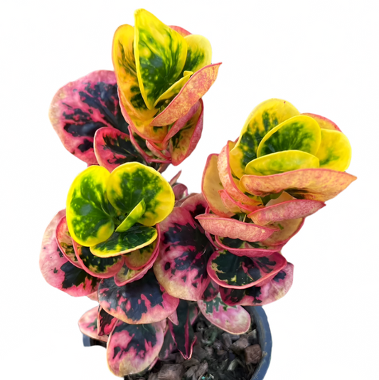 Croton - Sawasdee