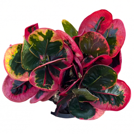 Croton - Auspicious Red