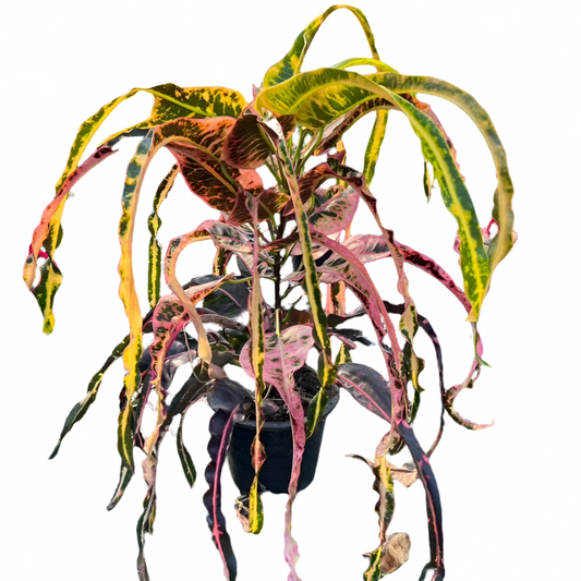 Croton - Sagittarius Star