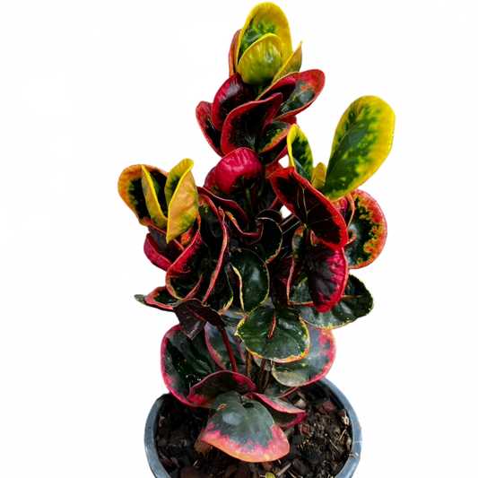 Croton - Sapphire Jewel