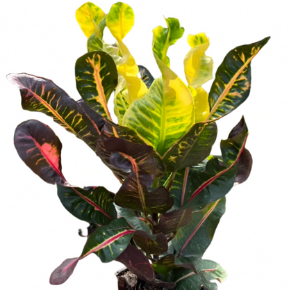 Croton - Elephant Port