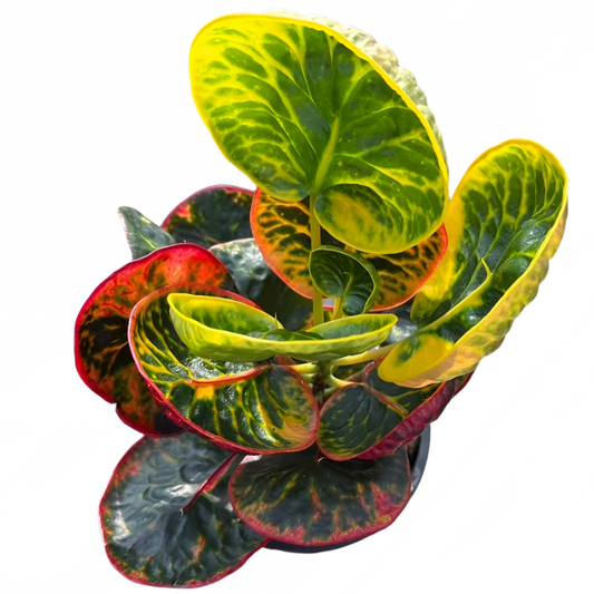 Croton - Thonburi