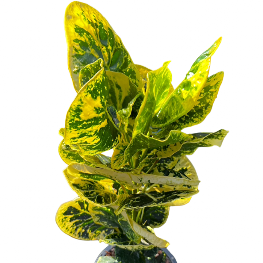 Croton - Golden Joy