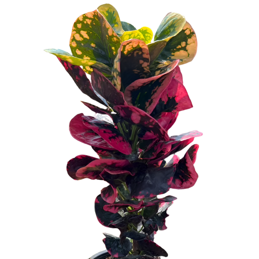 Croton - Elegant Glory