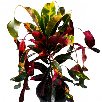 Croton - Jewel Drop