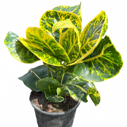 Croton - Thai Aura