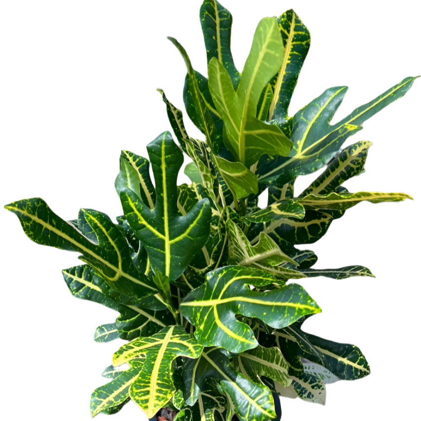 Croton - Tri Gold