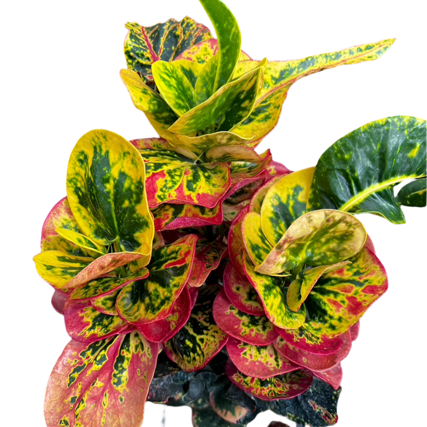 Croton - Abundant Wealth