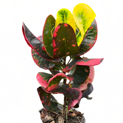 Croton - Scarlet