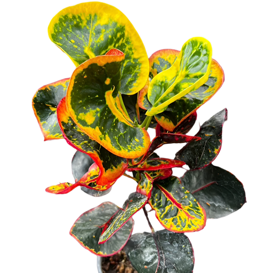 Croton - Lucky Chok