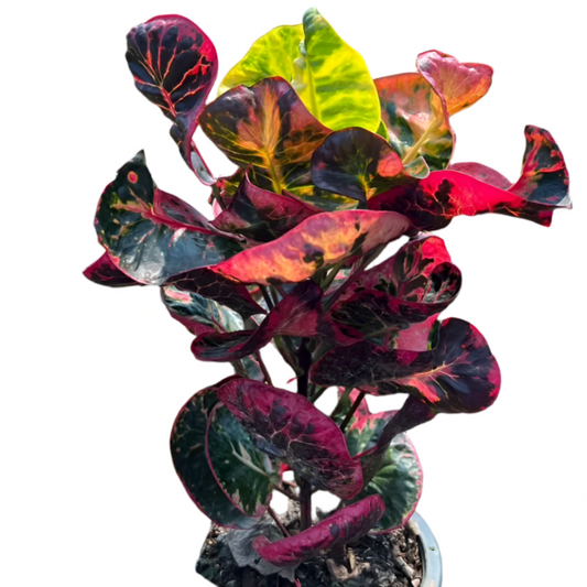 Croton - Ruay Ruby
